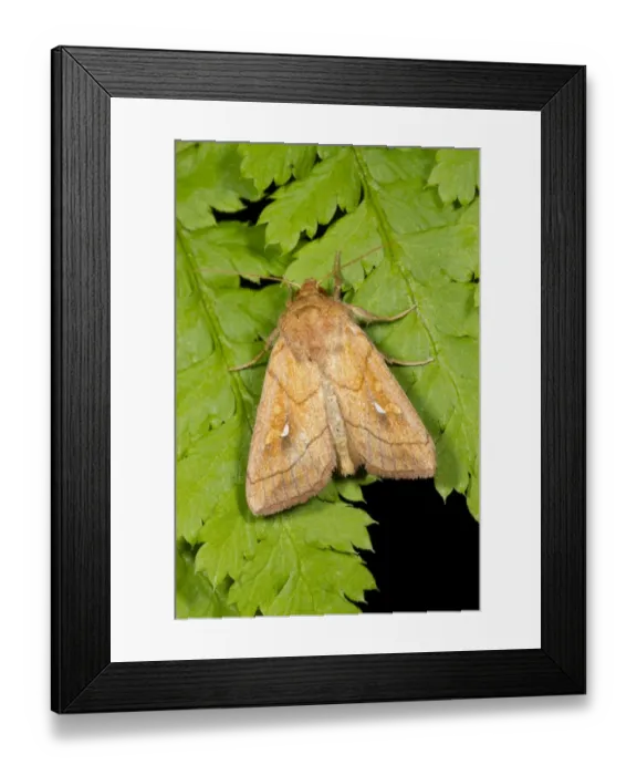 Framed Print : Brown-line Bright-eye (Mythimna conigera) adult, resting on fern leaves, Powys, Wales, July