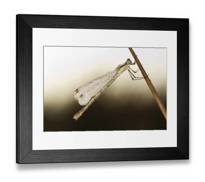 Framed Print : Emerald Damselfly (Lestes sponsa) adult female, roosting on dewy morning, Powys, Wales, September Framed Print : Emerald Damselfly (Lestes sponsa) adult female, roosting on dewy morning, Powys, Wales, September