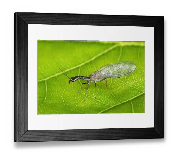 Framed Print : Snakefly (Atlantoraphidia maculicollis) adult, resting on leaf, Powys, Wales, June Framed Print : Snakefly (Atlantoraphidia maculicollis) adult, resting on leaf, Powys, Wales, June