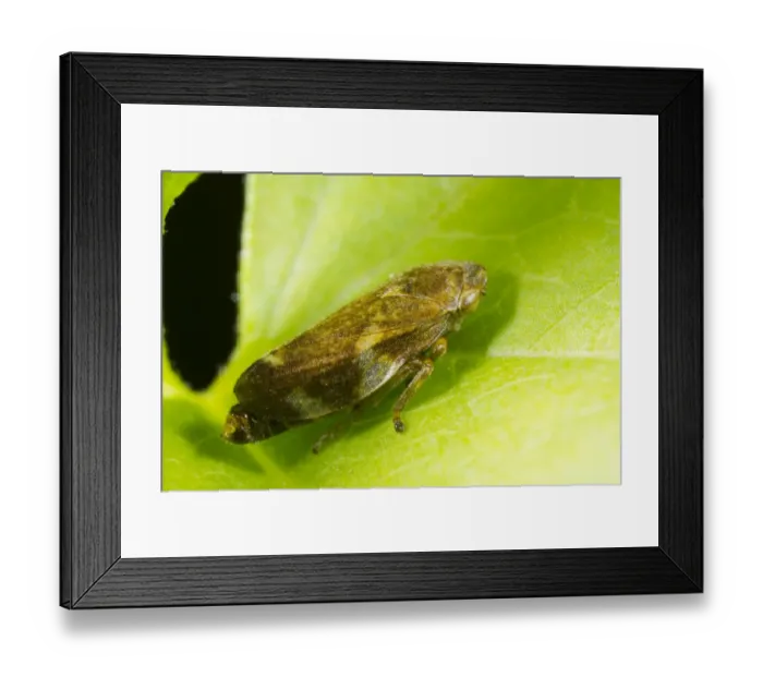 Framed Print : Common Froghopper (Philoenus spumarius) adult, resting on leaf, Powys, Wales, August Framed Print : Common Froghopper (Philoenus spumarius) adult, resting on leaf, Powys, Wales, August