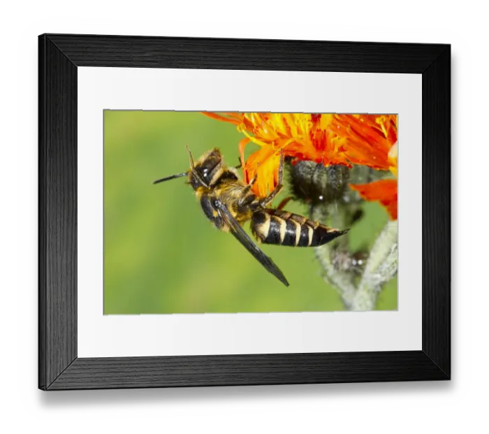 Framed Print : Shiny-vented Sharp-tail Bee (Coelioxys inermis) adult female, on Orange Hawkbit (Hieracium villosum) flower, Powys