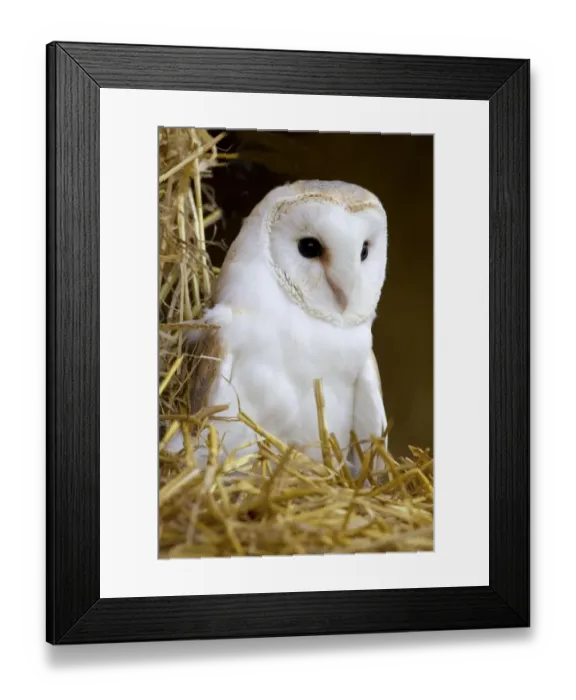 Framed Print : Barn Owl (Tyto alba) adult, standing on round straw bale in barn, Berwickshire, Scottish Borders, Scotland Framed Print : Barn Owl (Tyto alba) adult, standing on round straw bale in barn, Berwickshire, Scottish Borders, Scotland