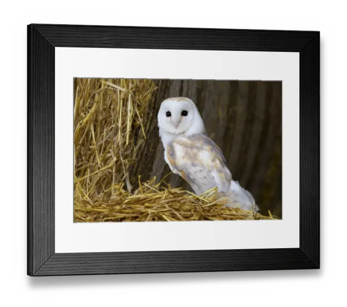 Framed Print : Barn Owl (Tyto alba) adult, standing on round straw bale in barn, Berwickshire, Scottish Borders, Scotland Framed Print : Barn Owl (Tyto alba) adult, standing on round straw bale in barn, Berwickshire, Scottish Borders, Scotland