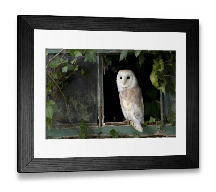 Framed Print : Barn Owl (Tyto alba) adult, standing at ivy clad window, Berwickshire, Scottish Borders, Scotland, October (captive) Framed Print : Barn Owl (Tyto alba) adult, standing at ivy clad window, Berwickshire, Scottish Borders, Scotland, October (captive)