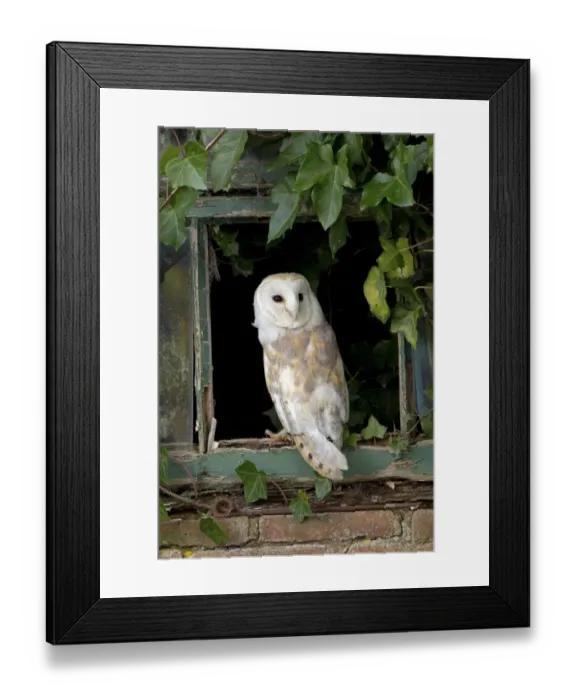 Framed Print : Barn Owl (Tyto alba) adult, standing at ivy clad window, Berwickshire, Scottish Borders, Scotland, October (captive) Framed Print : Barn Owl (Tyto alba) adult, standing at ivy clad window, Berwickshire, Scottish Borders, Scotland, October (captive)