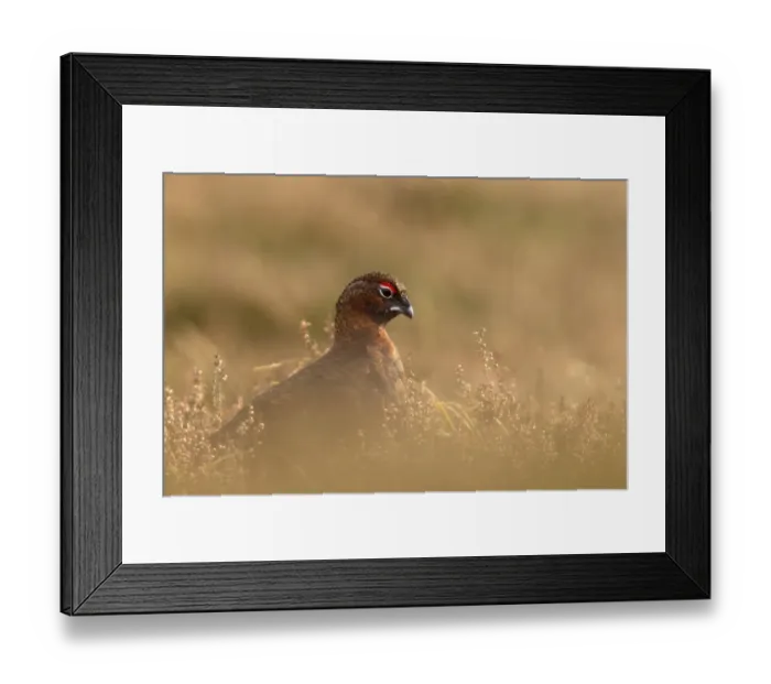 Framed Print : Red Grouse (Lagopus lagopus scoticus) adult male, standing amongst heather on moorland, Lammermuir Hills, Berwickshire Framed Print : Red Grouse (Lagopus lagopus scoticus) adult male, standing amongst heather on moorland, Lammermuir Hills, Berwickshire