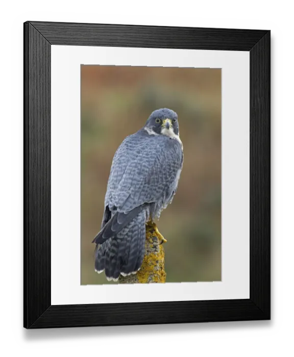 Framed Print : Peregrine Falcon (Falco peregrinus) adult, perched on lichen covered concrete post, Berwickshire, Scottish Borders Framed Print : Peregrine Falcon (Falco peregrinus) adult, perched on lichen covered concrete post, Berwickshire, Scottish Borders