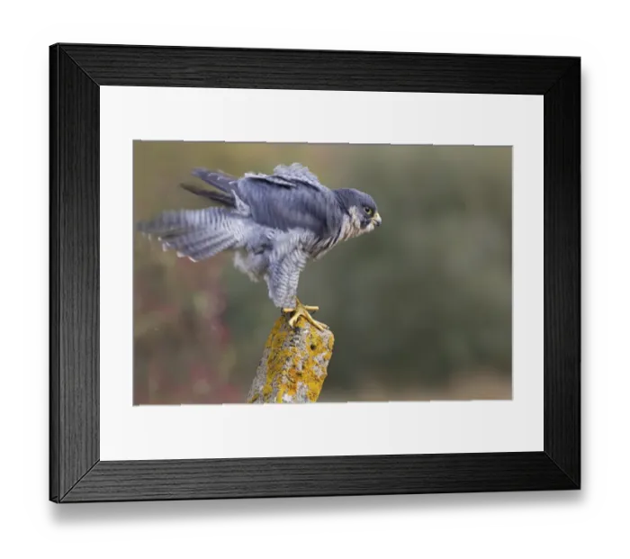 Framed Print : Peregrine Falcon (Falco peregrinus) adult, shaking feathers, perched on lichen covered concrete post, Berwickshire Framed Print : Peregrine Falcon (Falco peregrinus) adult, shaking feathers, perched on lichen covered concrete post, Berwickshire