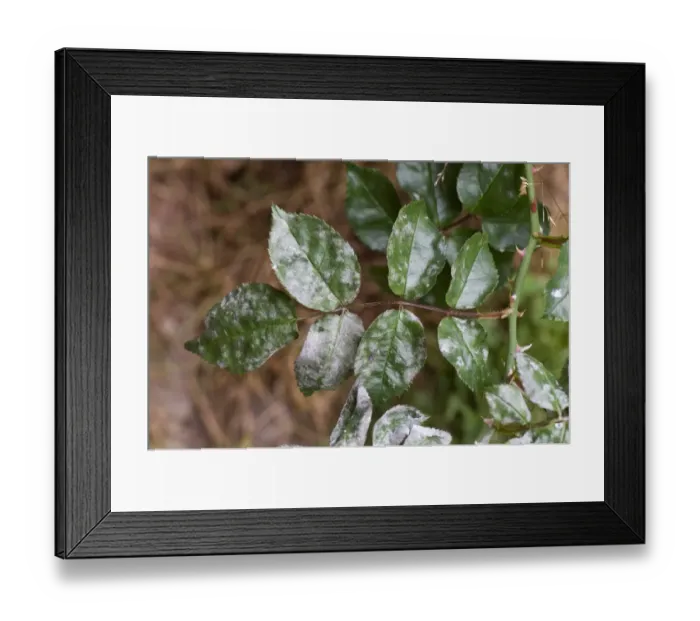 Framed Print : Powdery mildew, Podosphaera pannosa, on rose leaves Framed Print : Powdery mildew, Podosphaera pannosa, on rose leaves