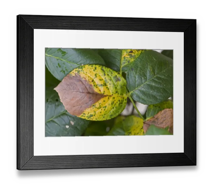Framed Print : Grey mould, Botrytis cinerea, causing leaf dieback on rose in autumn Framed Print : Grey mould, Botrytis cinerea, causing leaf dieback on rose in autumn