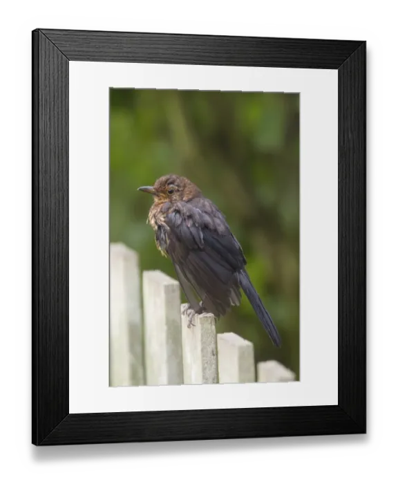 Framed Print : European Blackbird (Turdus merula) juvenile, perched on garden fence, Berwickshire, Scottish Borders, Scotland, August Framed Print : European Blackbird (Turdus merula) juvenile, perched on garden fence, Berwickshire, Scottish Borders, Scotland, August