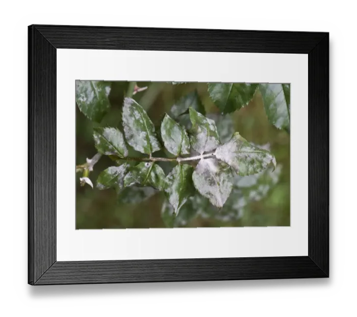 Framed Print : Powdery mildew, Podosphaera pannosa, on rose leaves