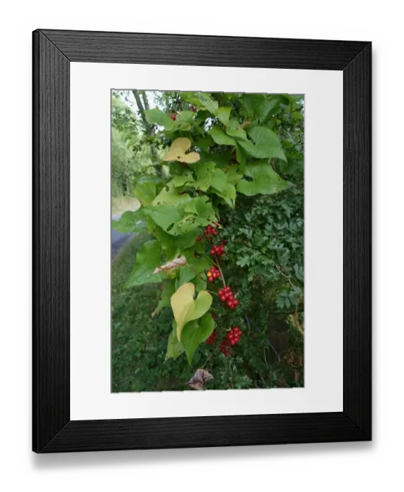 Framed Print : Ripe red fruit of black bryony, Dioscorea communis, a poinous medicinal plant of hedgerows, Berkshire, England Framed Print : Ripe red fruit of black bryony, Dioscorea communis, a poinous medicinal plant of hedgerows, Berkshire, England