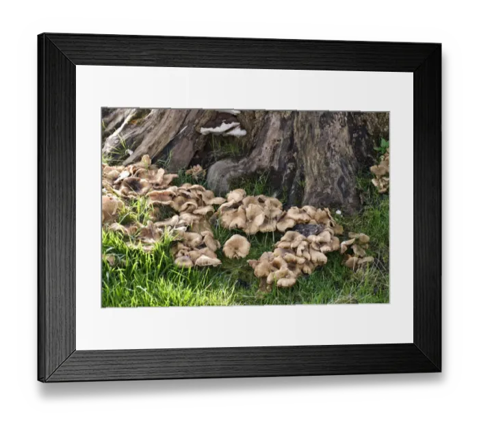 Framed Print : Fruiting bodies of honey fungus, Armillaria mellea, around the base of an old tree stump in autumn
