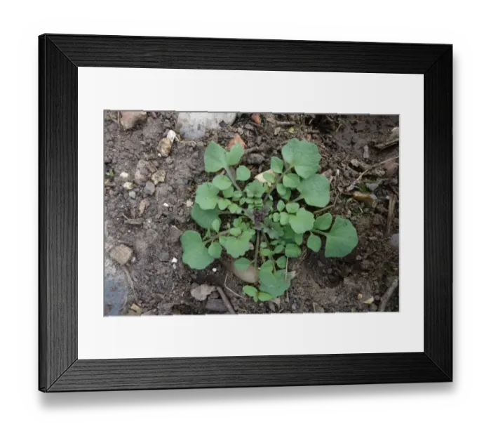 Framed Print : Hairy bittercress, Cardamine hirsuta, young plant rosette, common garden weed Framed Print : Hairy bittercress, Cardamine hirsuta, young plant rosette, common garden weed