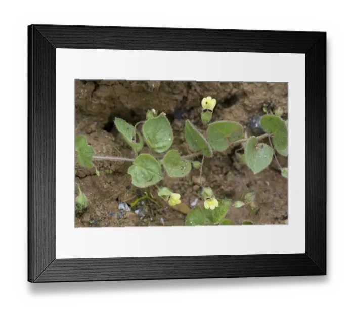 Framed Print : Round-leaved fluellen, Kickxia spuria, flowering prostrate plant on wasteground Framed Print : Round-leaved fluellen, Kickxia spuria, flowering prostrate plant on wasteground