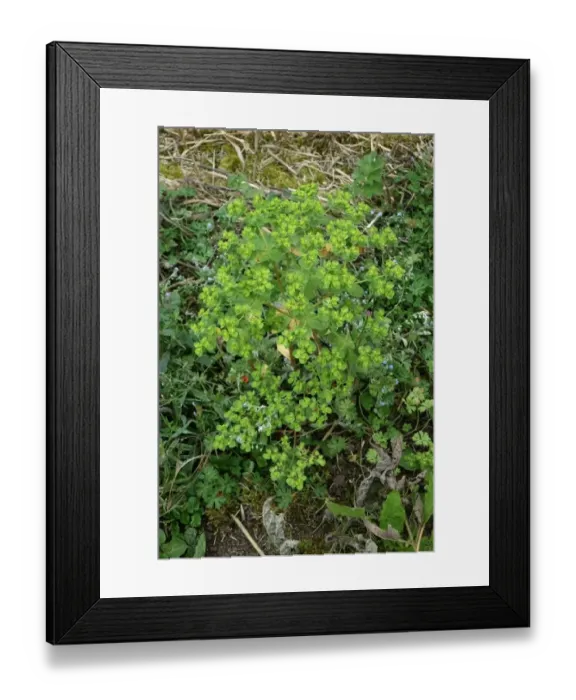 Framed Print : Sun spurge, Euphorbia helioscopia, flowering on waste arable land Framed Print : Sun spurge, Euphorbia helioscopia, flowering on waste arable land