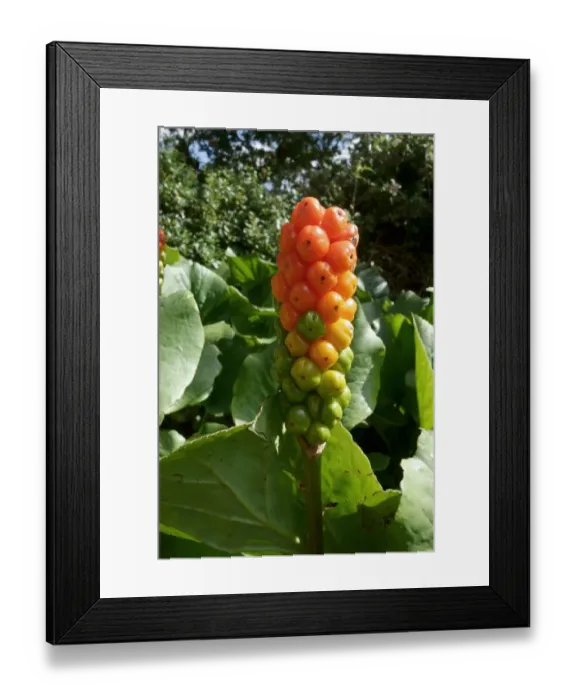 Framed Print : Lords and ladies or Arum lily, Arum maculatum, poisonous berries Framed Print : Lords and ladies or Arum lily, Arum maculatum, poisonous berries