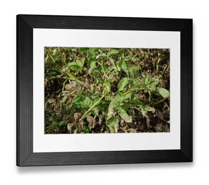 Framed Print : Potato late blight, Phytophthora infestans, damage to potato plants in a vegetable plot, Hampshire, England, August Framed Print : Potato late blight, Phytophthora infestans, damage to potato plants in a vegetable plot, Hampshire, England, August