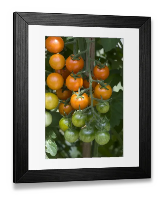 Framed Print : Cherry tomato fruit on a ripening truss on a greenhouse grown plant Framed Print : Cherry tomato fruit on a ripening truss on a greenhouse grown plant