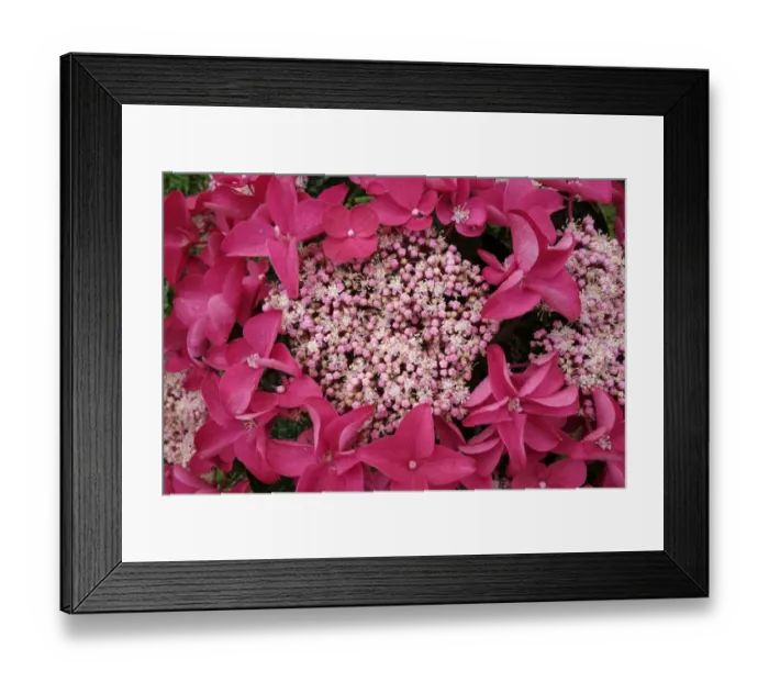 Framed Print : Flowers of Hydrangea macrophylla Red Lacecap, bigleaf hydrangea small female flowers ringed by larger male Framed Print : Flowers of Hydrangea macrophylla Red Lacecap, bigleaf hydrangea small female flowers ringed by larger male