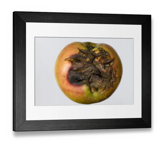 Framed Print : Severe cracking on an apple fruit in dry weather Framed Print : Severe cracking on an apple fruit in dry weather
