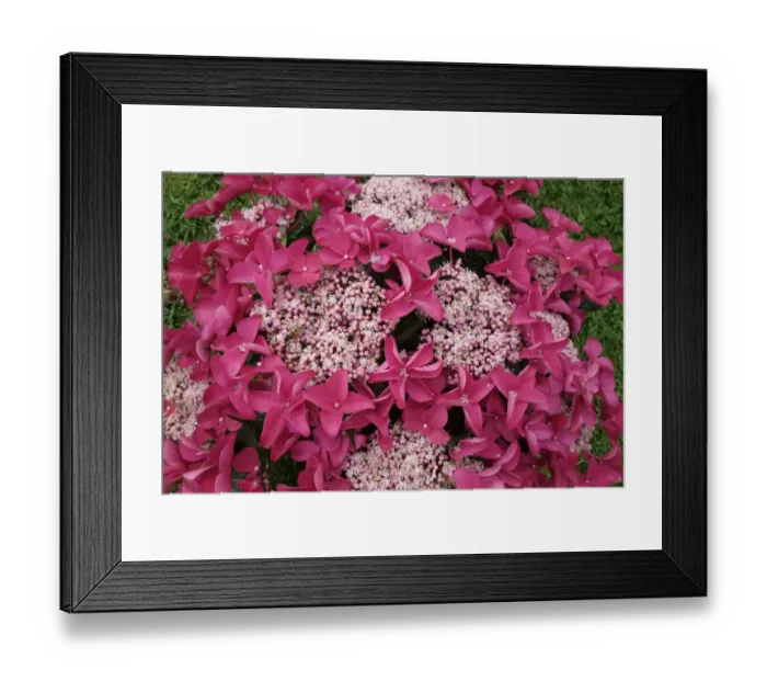 Framed Print : Flowers of Hydrangea macrophylla Red Lacecap, bigleaf hydrangea small female flowers ringed by larger male Framed Print : Flowers of Hydrangea macrophylla Red Lacecap, bigleaf hydrangea small female flowers ringed by larger male