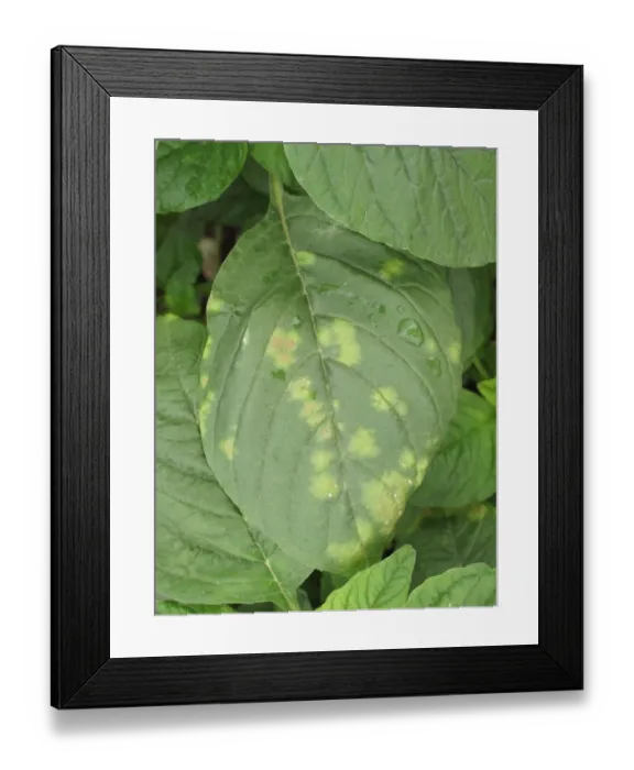Framed Print : White rust, Albugo bliti, blisters on the upper surface of amaranth or pigweed leaves, Amaranthus retroflexus Framed Print : White rust, Albugo bliti, blisters on the upper surface of amaranth or pigweed leaves, Amaranthus retroflexus