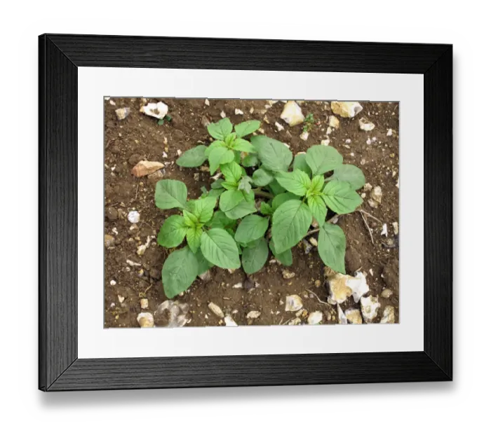 Framed Print : Common amaranth, red-rooted pigweed, Amaranthus retroflexus, young plant on waste agricultural land Framed Print : Common amaranth, red-rooted pigweed, Amaranthus retroflexus, young plant on waste agricultural land