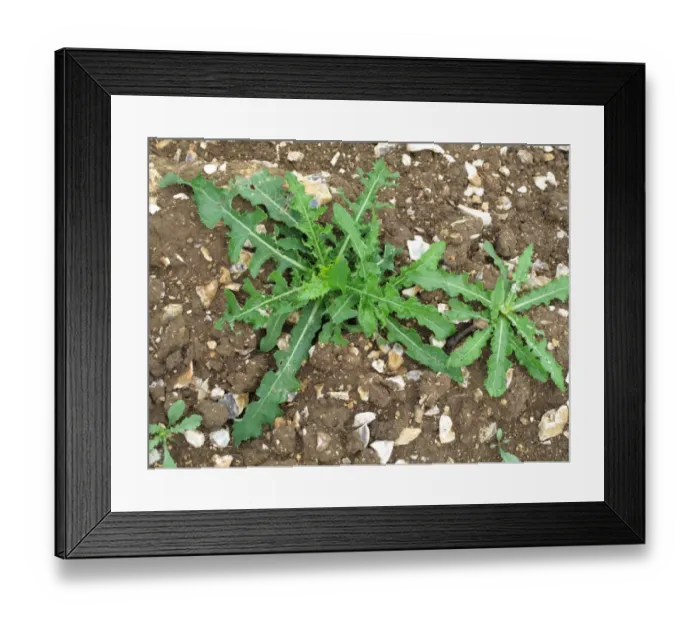 Framed Print : Young prostrate perennial sow-thistle, Sonchus arvensis plants on waste arable ground Framed Print : Young prostrate perennial sow-thistle, Sonchus arvensis plants on waste arable ground