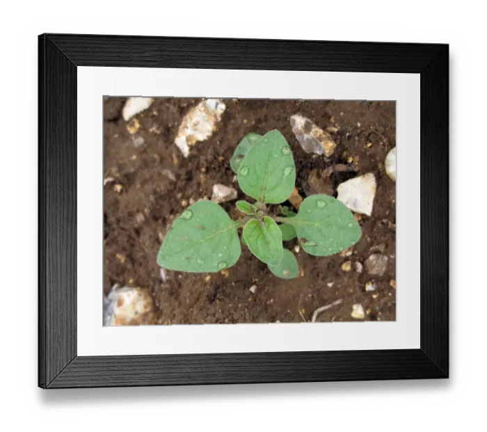 Framed Print : Black nightshade plant, Solanum nigrum, a annual weed of arable crops and gardens