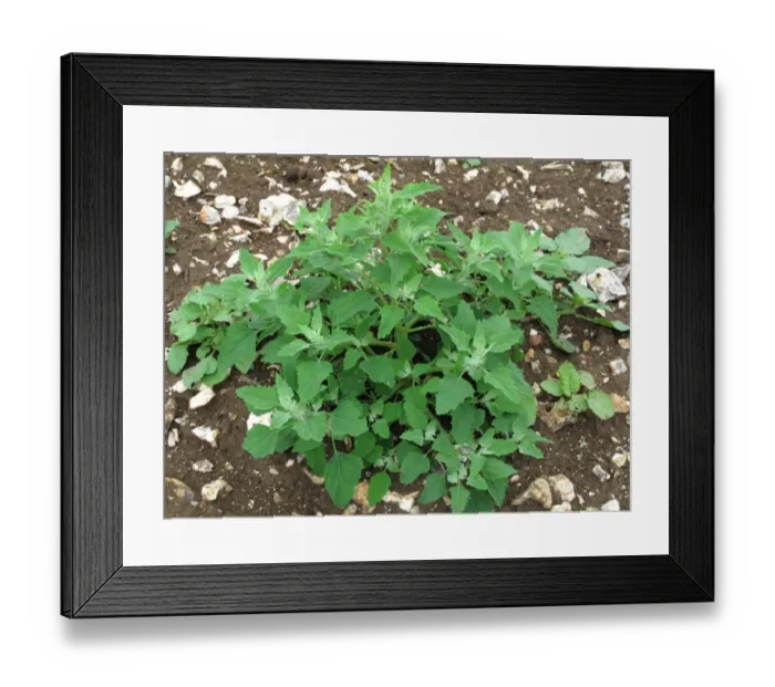 Framed Print : Fat hen, lambs quarters or goosefoot, Chenopodium album, plant. An arable and garden weed Framed Print : Fat hen, lambs quarters or goosefoot, Chenopodium album, plant. An arable and garden weed