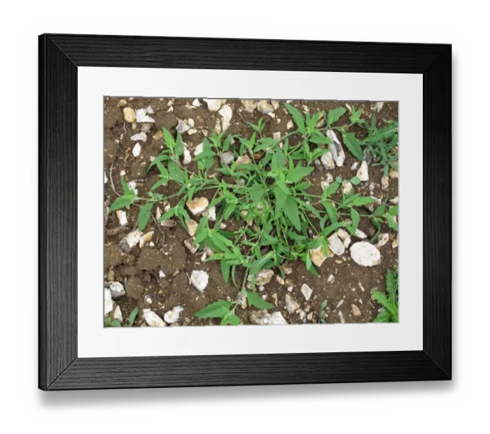 Framed Print : Saltbush or common orache, Atriplex patula, plant prostrate on cultivated fiield - a weed of gardens and arable crops