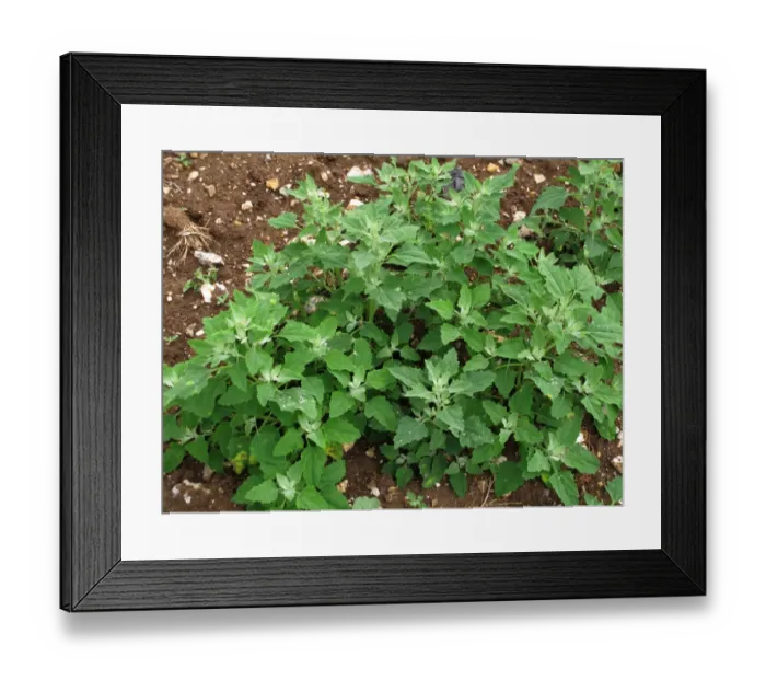 Framed Print : Fat hen, lambs quarters or goosefoot, Chenopodium album, plant. An arable and garden weed