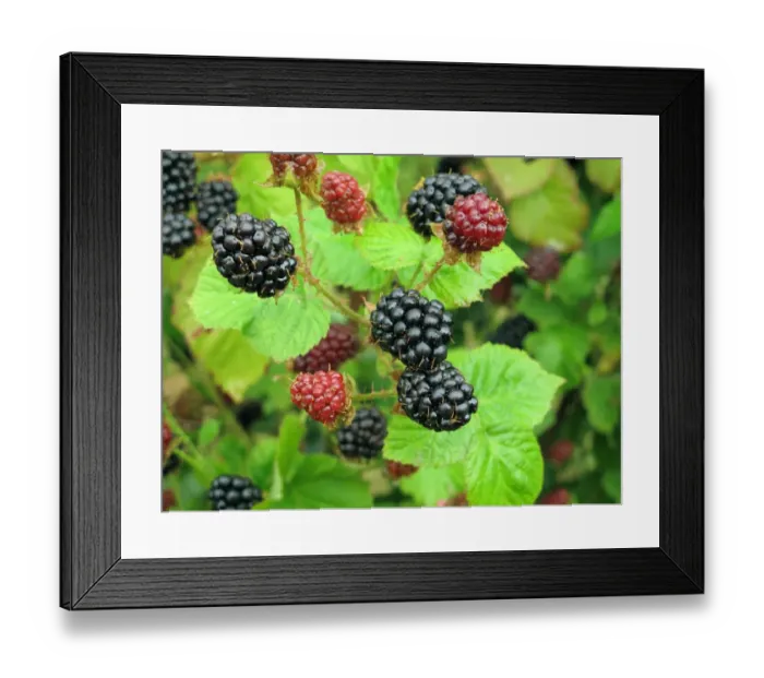 Framed Print : Bramble (Rubus fruticosus) cultivar, ripening berries, Berkshire, England, July Framed Print : Bramble (Rubus fruticosus) cultivar, ripening berries, Berkshire, England, July