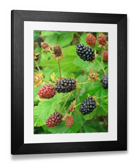 Framed Print : Bramble (Rubus fruticosus) cultivar, ripening berries, Berkshire, England, July Framed Print : Bramble (Rubus fruticosus) cultivar, ripening berries, Berkshire, England, July