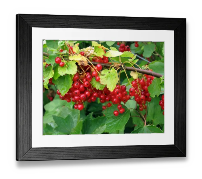 Framed Print : Redcurrant bushes with ripe fruit laiden with water droplets after rain Framed Print : Redcurrant bushes with ripe fruit laiden with water droplets after rain