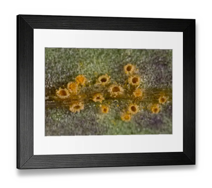 Framed Print : Photomicrograph of the aecia of groundsel rust, Puccinia lagenophorae, on the leaf surface of the weed groundsel Framed Print : Photomicrograph of the aecia of groundsel rust, Puccinia lagenophorae, on the leaf surface of the weed groundsel