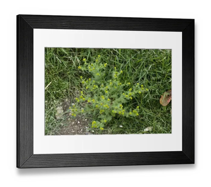 Framed Print : Rayless mayweed or pineapple weed, Chamomilla suaveolens, flowering weed in agricultural fallow ground Framed Print : Rayless mayweed or pineapple weed, Chamomilla suaveolens, flowering weed in agricultural fallow ground