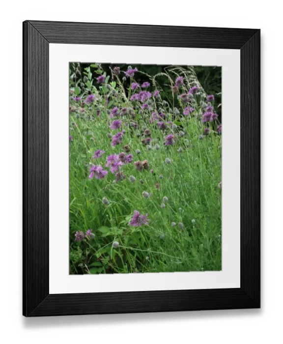 Framed Print : Greater knapweed, Centaurea scabiosa, flowering plants on chalk downland Framed Print : Greater knapweed, Centaurea scabiosa, flowering plants on chalk downland