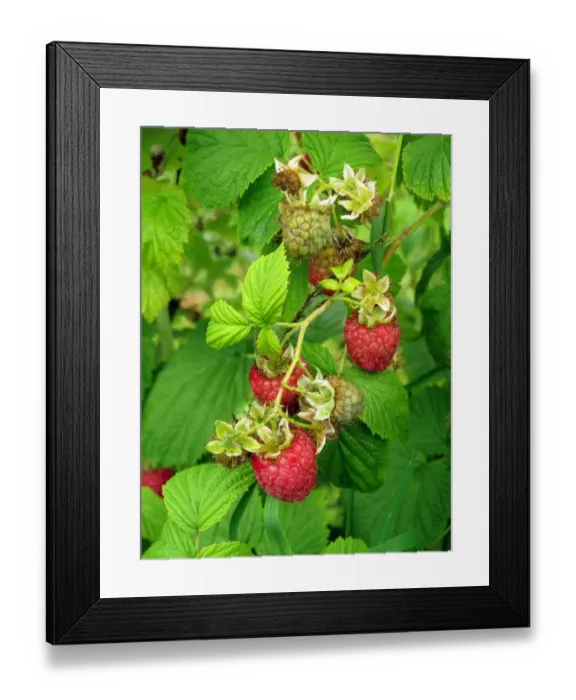 Framed Print : Raspberry fruit ripe and ripening on the bush