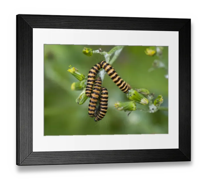 Framed Print : Cinnabar moth, Tyria jacobaeae, caterpillars on groundsel, Senecio vulgaris, a wild garden weed Framed Print : Cinnabar moth, Tyria jacobaeae, caterpillars on groundsel, Senecio vulgaris, a wild garden weed