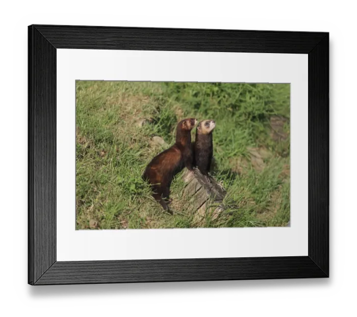 Framed Print : Western Polecat (Mustela putorius) adult pair, standing on stump, Surrey, England, July (captive) Framed Print : Western Polecat (Mustela putorius) adult pair, standing on stump, Surrey, England, July (captive)