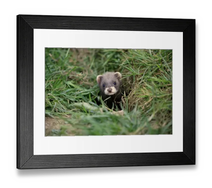 Framed Print : Western Polecat (Mustela putorius) baby, emerging from burrow, Surrey, England, July (captive)