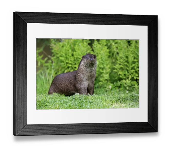 Framed Print : European Otter (Lutra lutra) adult, standing on bank, Surrey, England, July (captive) Framed Print : European Otter (Lutra lutra) adult, standing on bank, Surrey, England, July (captive)
