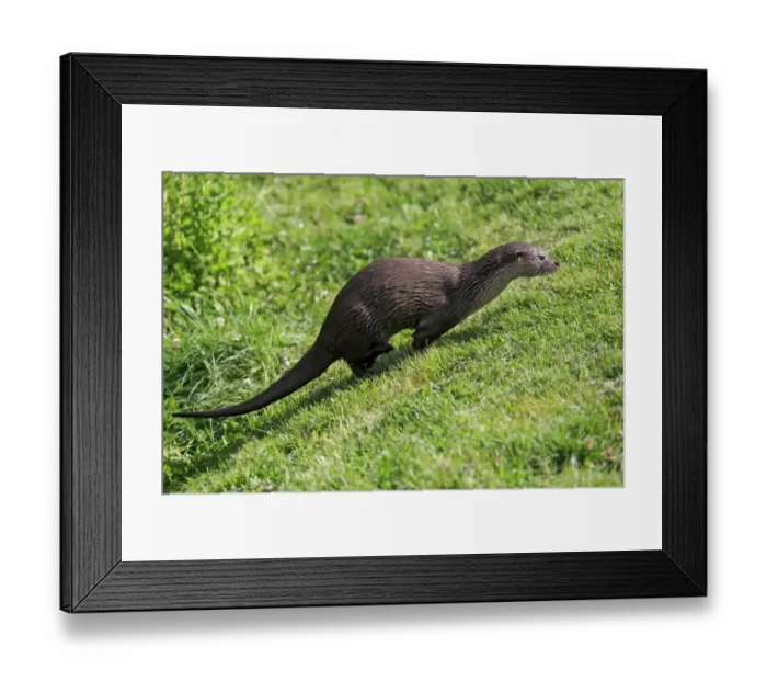Framed Print : European Otter (Lutra lutra) adult, running up bank, Surrey, England, July (captive) Framed Print : European Otter (Lutra lutra) adult, running up bank, Surrey, England, July (captive)