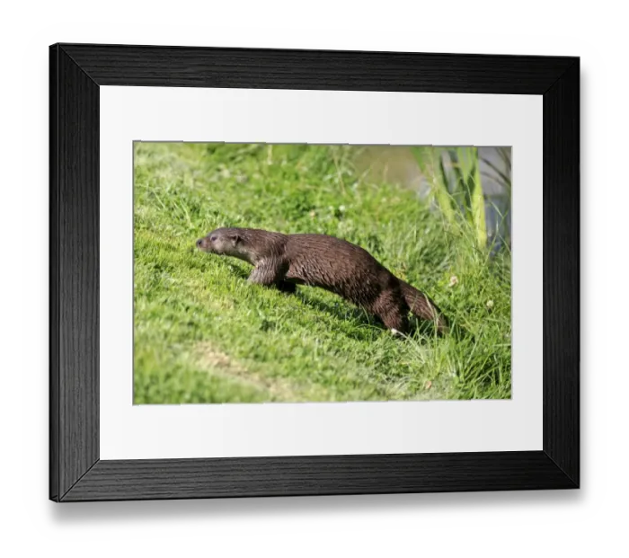 Framed Print : European Otter (Lutra lutra) adult, walking up bank, Surrey, England, July (captive) Framed Print : European Otter (Lutra lutra) adult, walking up bank, Surrey, England, July (captive)