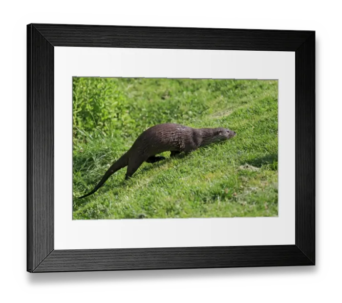 Framed Print : European Otter (Lutra lutra) adult, running up bank, Surrey, England, July (captive) Framed Print : European Otter (Lutra lutra) adult, running up bank, Surrey, England, July (captive)