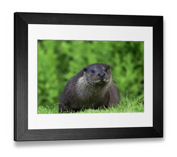 Framed Print : European Otter (Lutra lutra) adult, resting on bank, Surrey, England, July (captive) Framed Print : European Otter (Lutra lutra) adult, resting on bank, Surrey, England, July (captive)