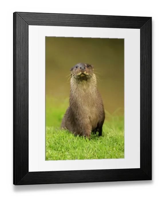 Framed Print : European Otter (Lutra lutra) adult, sitting on bank, Surrey, England, July (captive) Framed Print : European Otter (Lutra lutra) adult, sitting on bank, Surrey, England, July (captive)